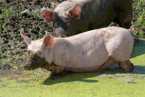 Porc bio élevé en liberté et extérieur